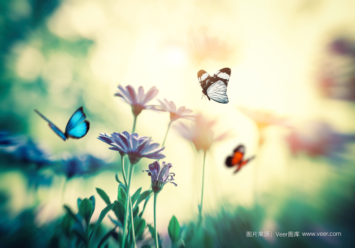 Veer開啟版權圖片訂閱模式,低至3元/張!