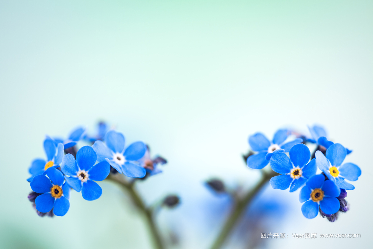 Veer開啟版權圖片訂閱模式,低至3元/張!